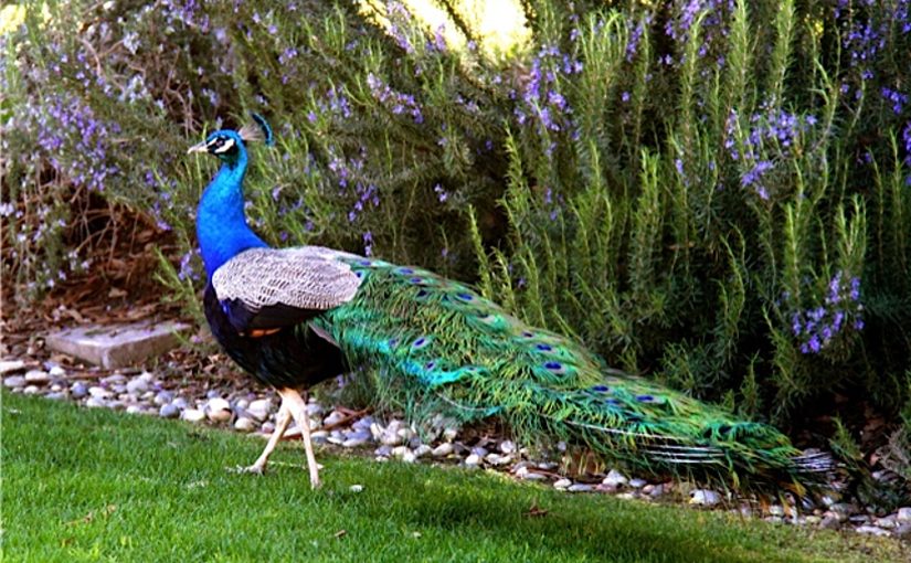 Peacock